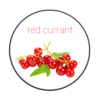 chabacco – red currant – דומדמניות אדומות