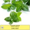 Tangiers – Cane mint – מנטה עוצמתית